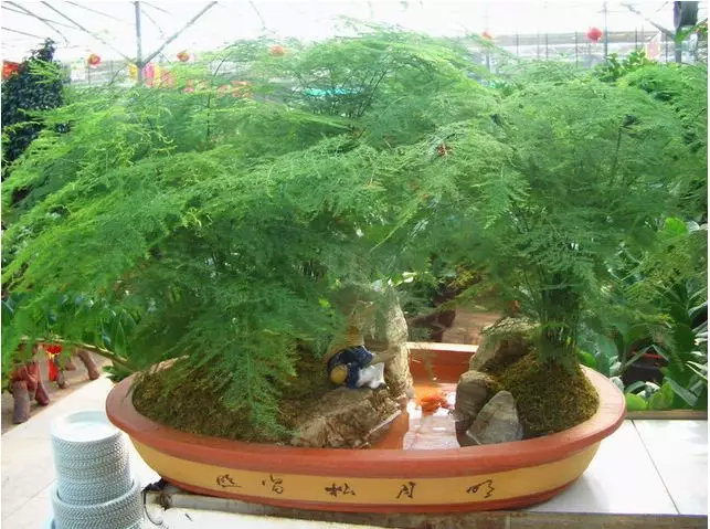 刚装修完房子放什么花？净化空气的室内植物，不是只有绿萝！ 